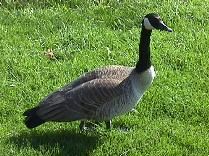 [Image of a Chicago-Area Goose] 